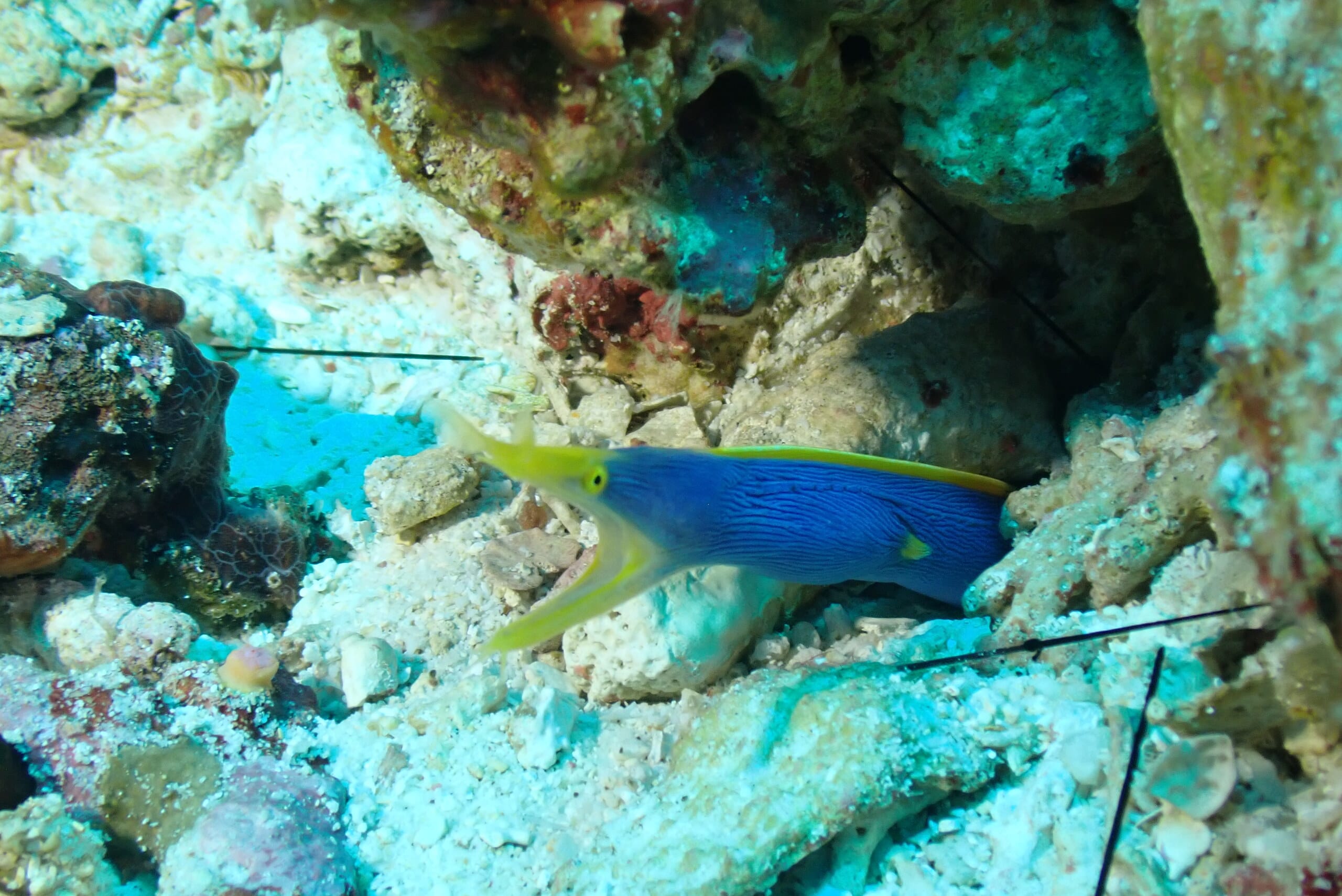 A blue ribbon eel with its head out of the rubble in Alor