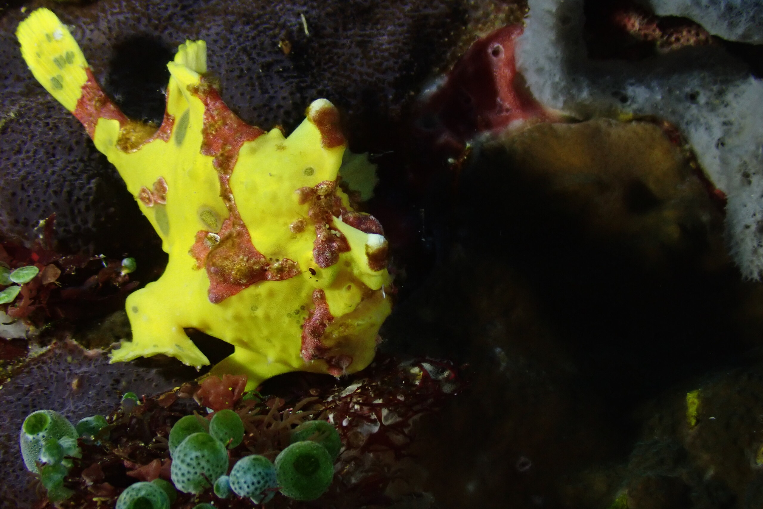 A bright yellow frogfish sitting on a purple sponge in Alor