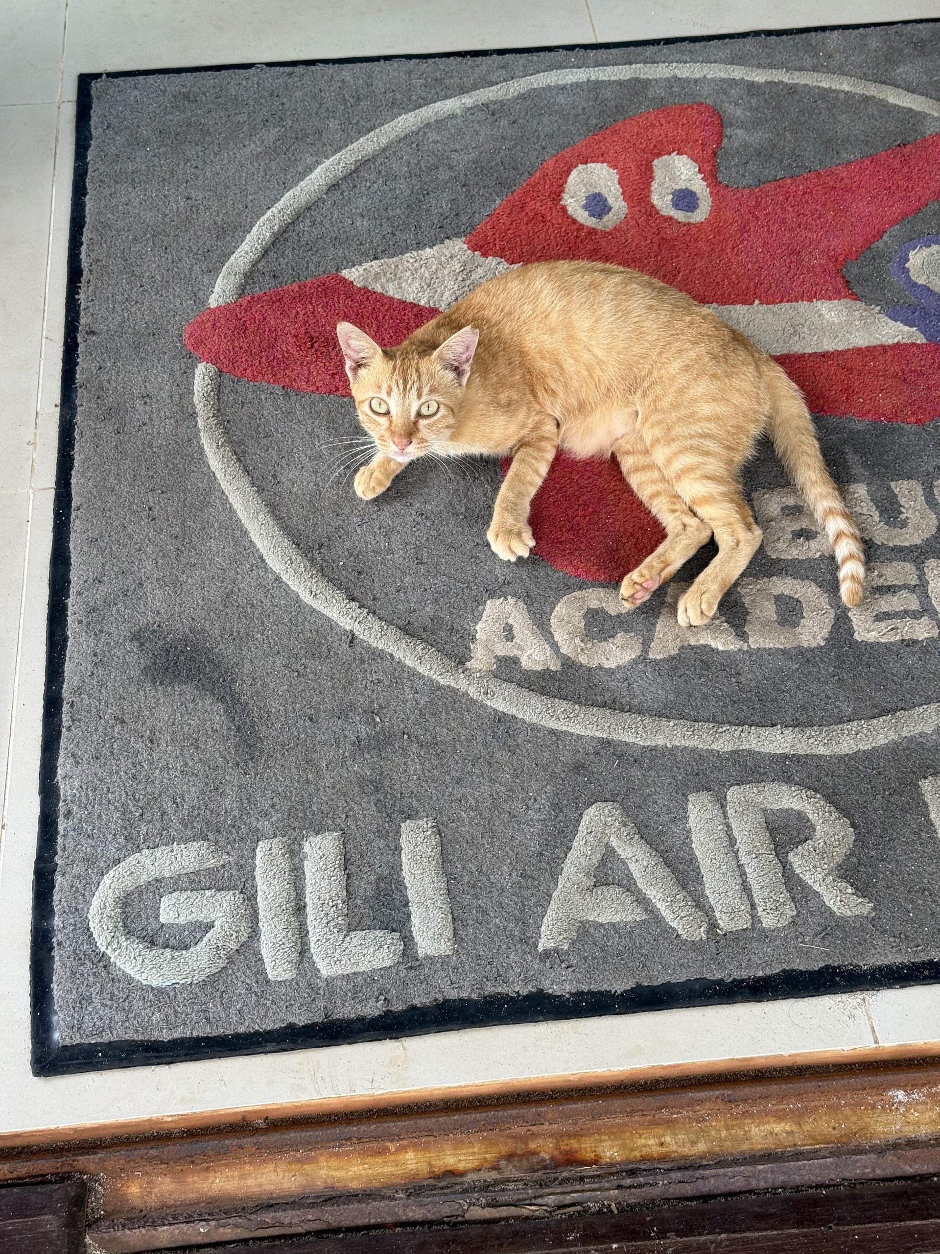 A ginger cat asleep on the doormat of Gili Air Divers