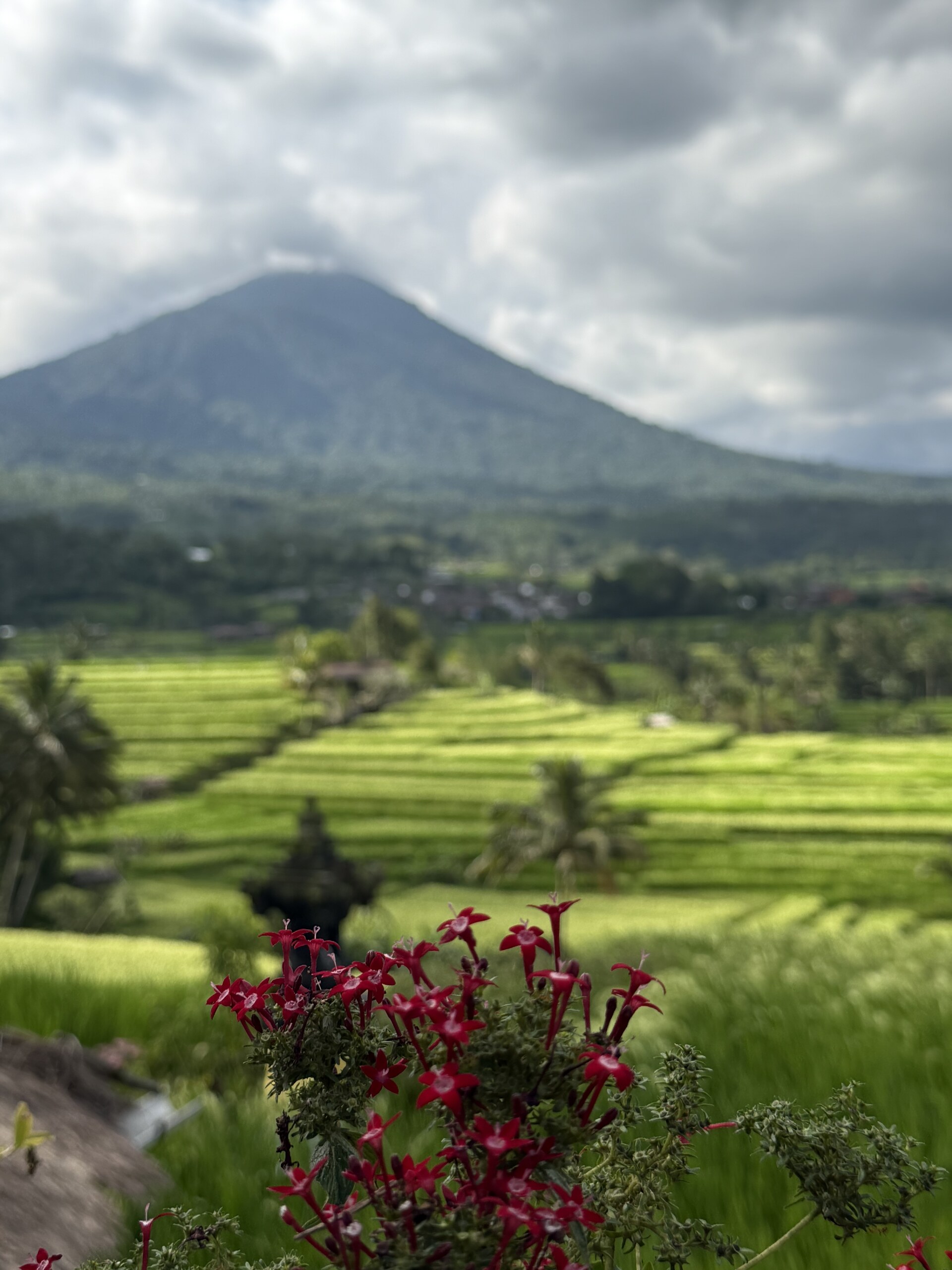The Jatiluwih rice terraces in central Bali, with a volcano behind the cloud