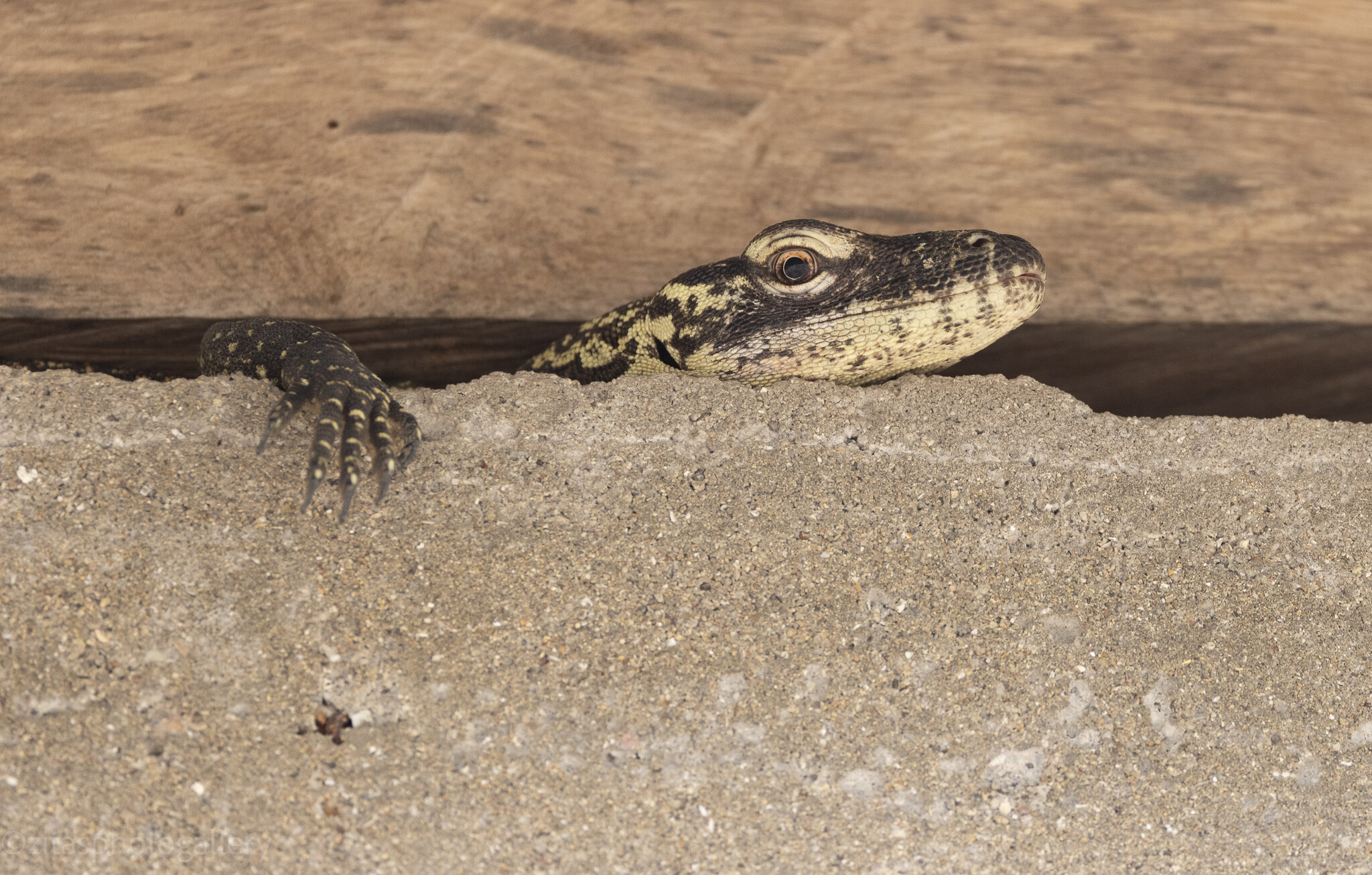 Close portrait of a Komodo dragon's head with its tongue out