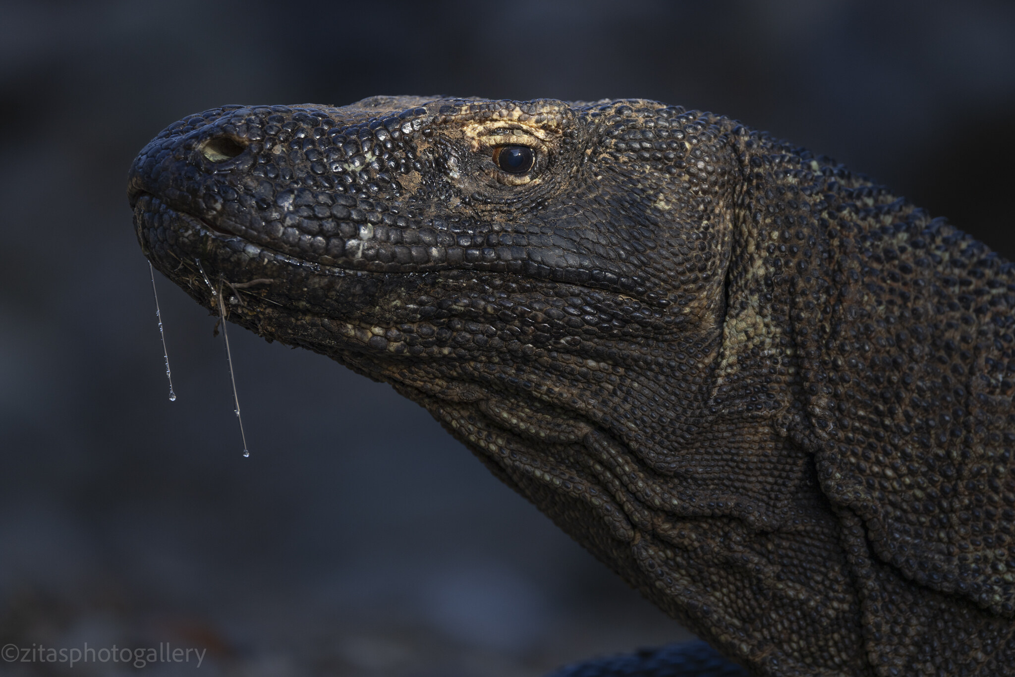 A Komodo dragon photographed at ground level from the front
