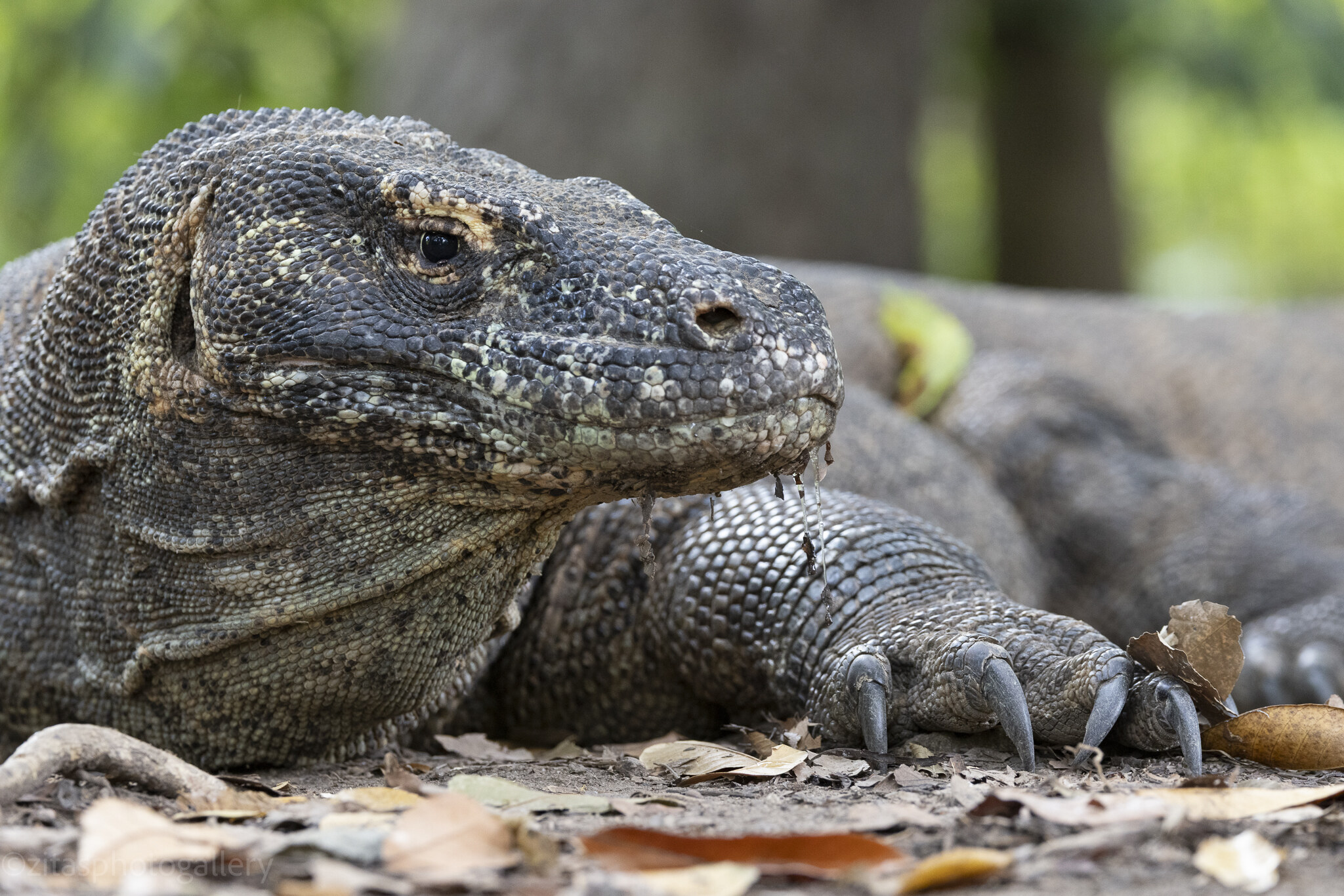 A Komodo dragon walking across open ground, photographed at eye level