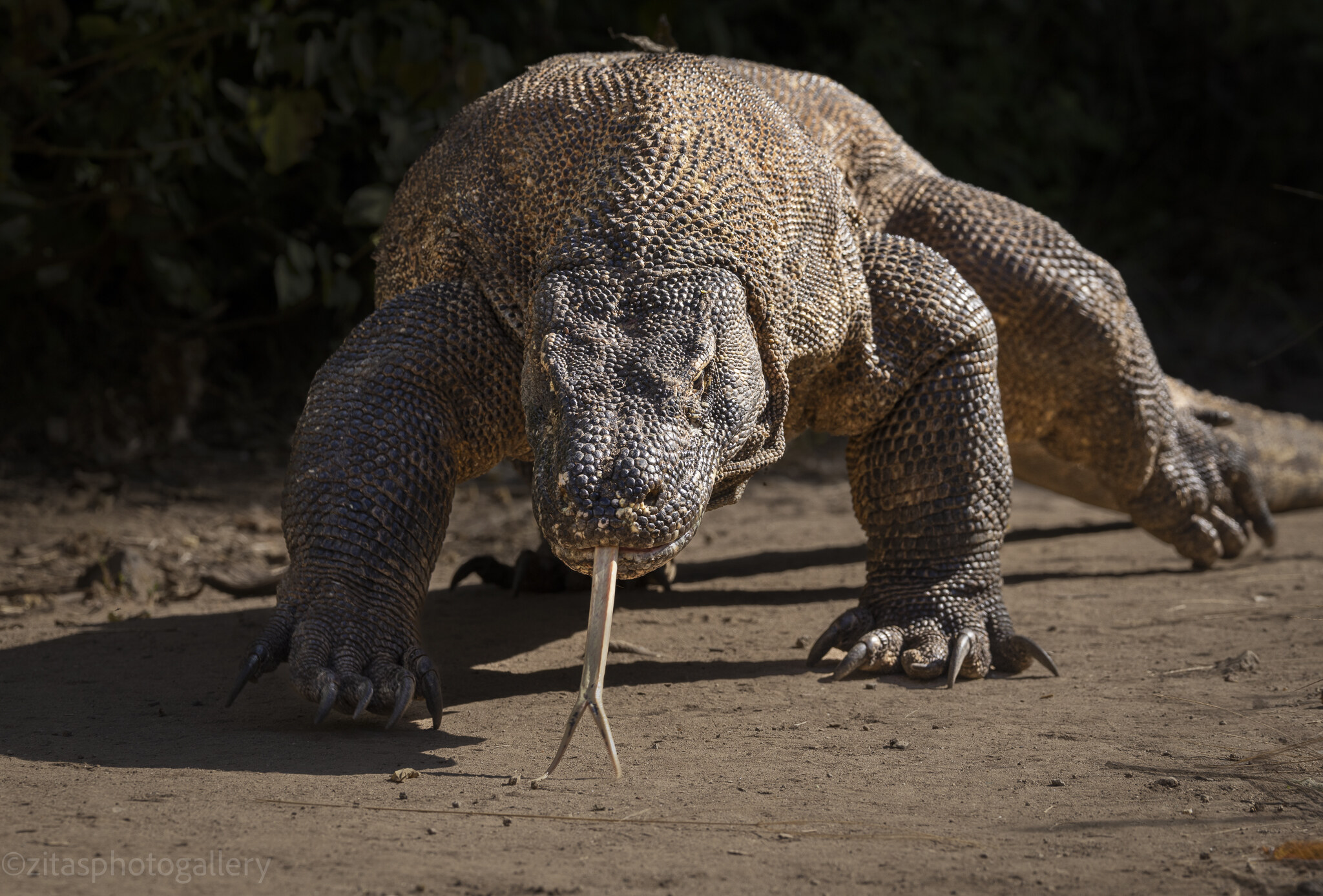 A Komodo dragon in the shade near the village outside the national park