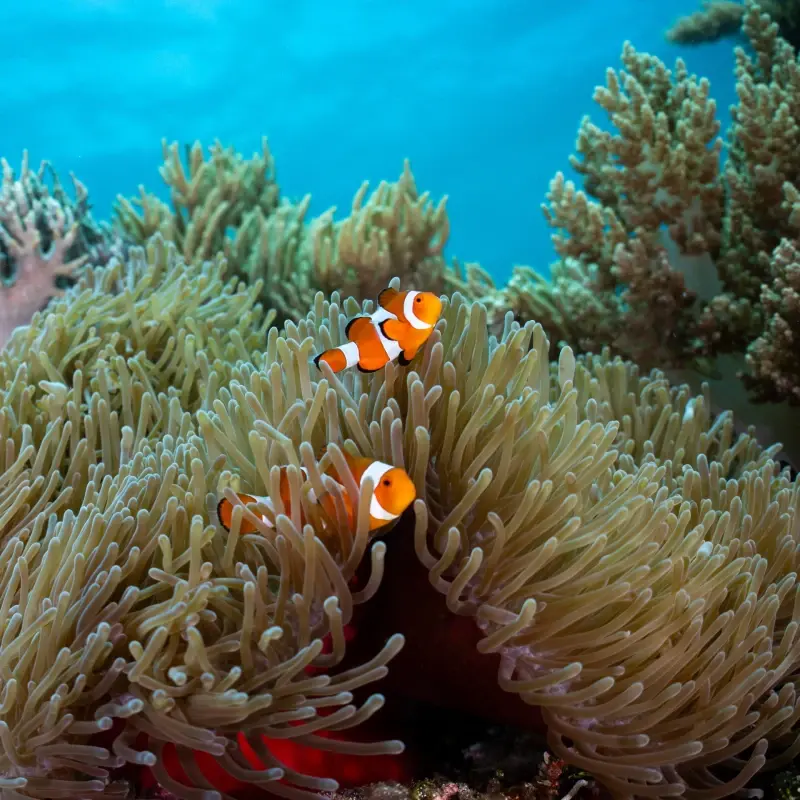 A pair of clownfish in an anemone on a reef in Alor