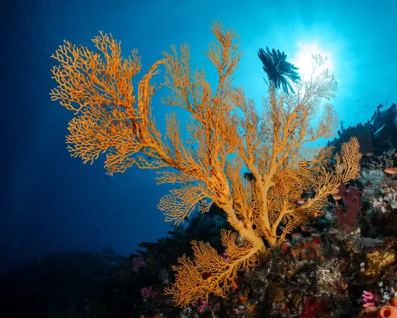 A large orange gorgonian sea fan on a wall in Alor