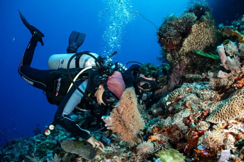 A diver swimming along a coral reef in the Alor-Pantar Strait