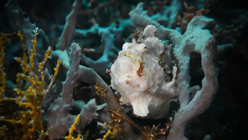 A white frogfish sitting on a sponge on a reef in Alor