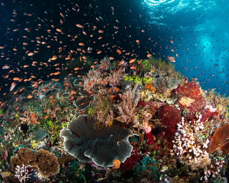 Anthias swarming over hard and soft coral on the house reef at Kepa
