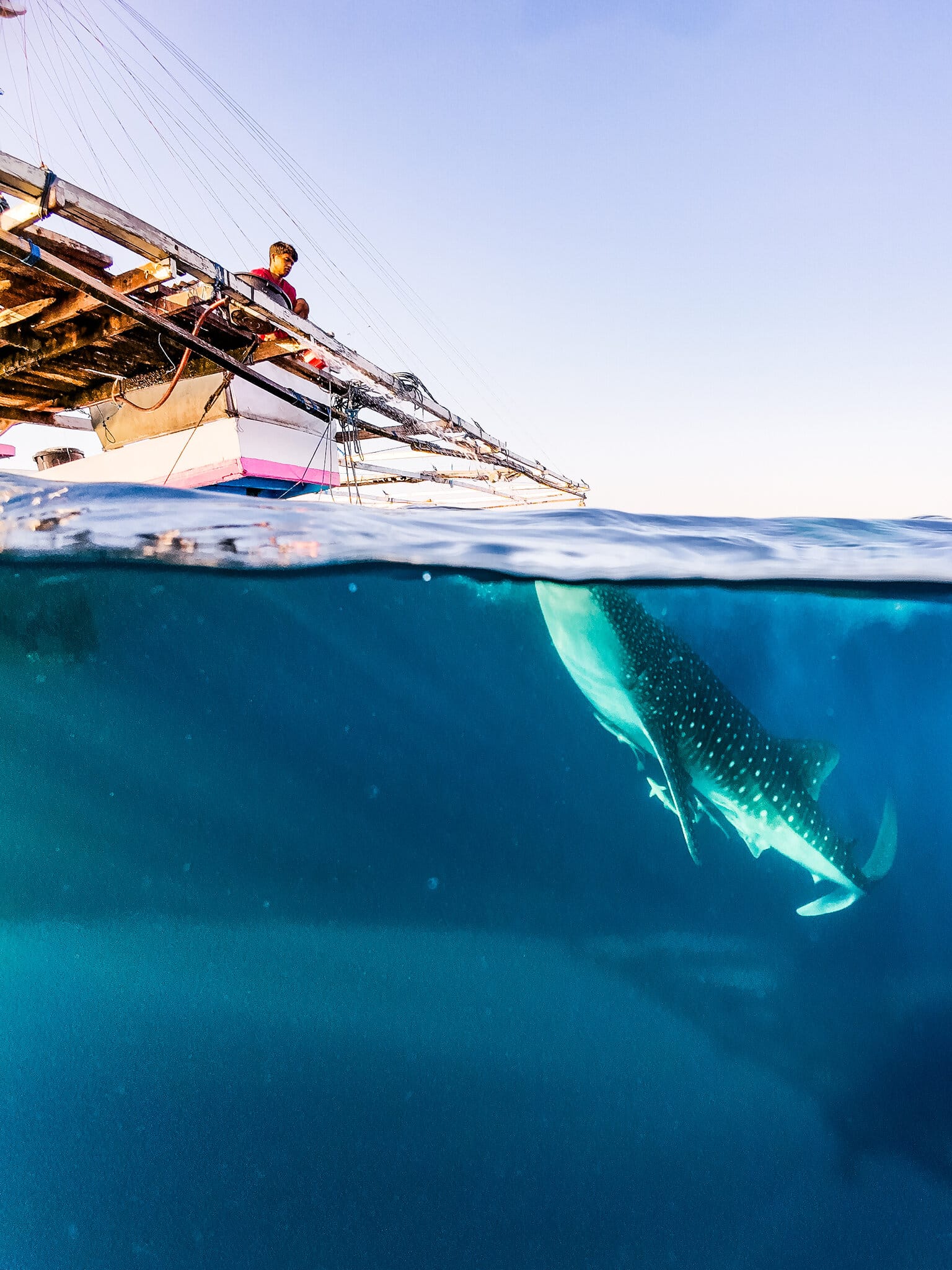 Split-level photograph showing the bamboo outrigger and rigging of a bagan above the waterline and a whale shark passing beneath it
