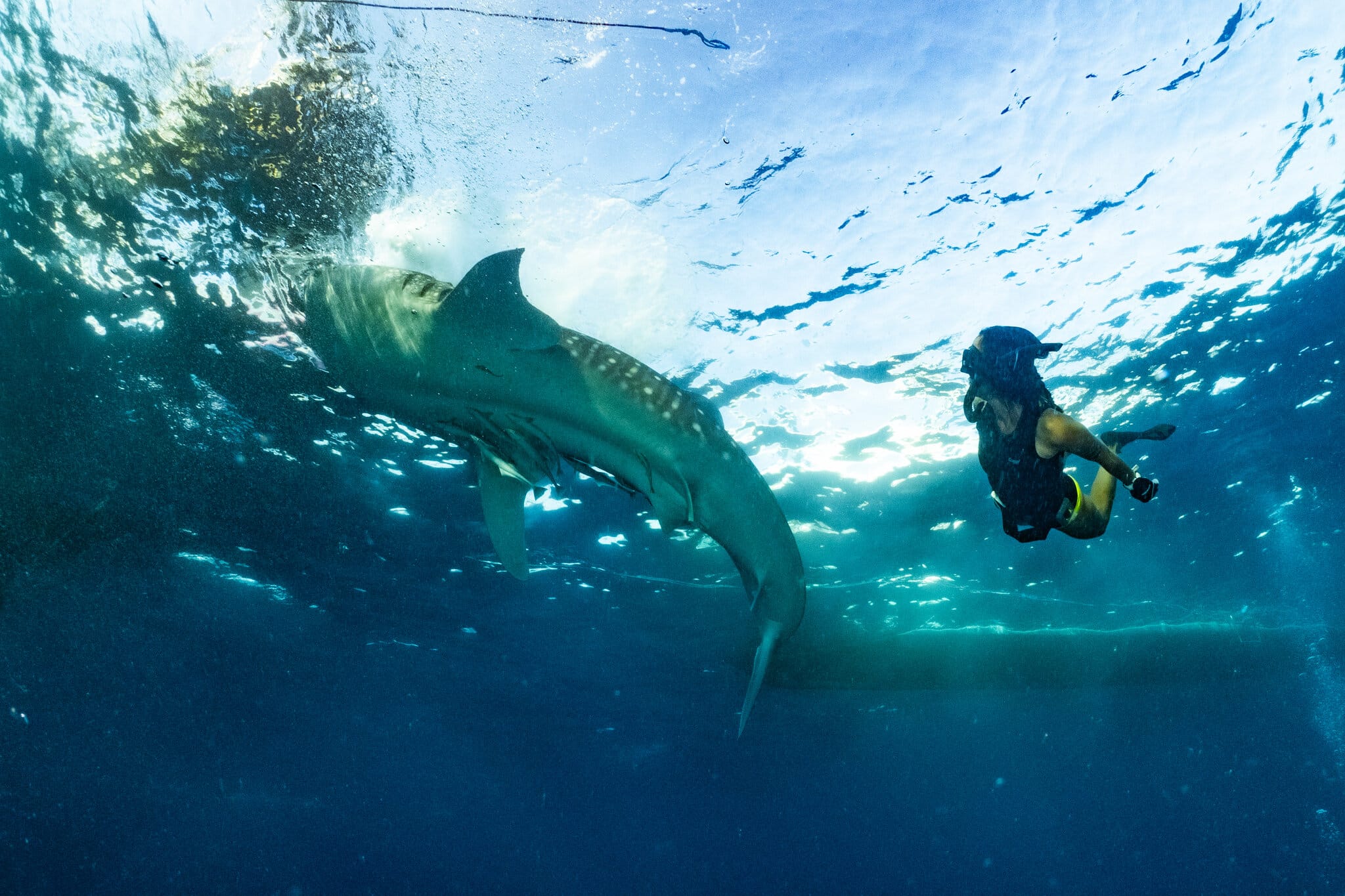 A whale shark swimming near the surface beneath a bagan platform in Saleh Bay, with a diver in the frame for scale