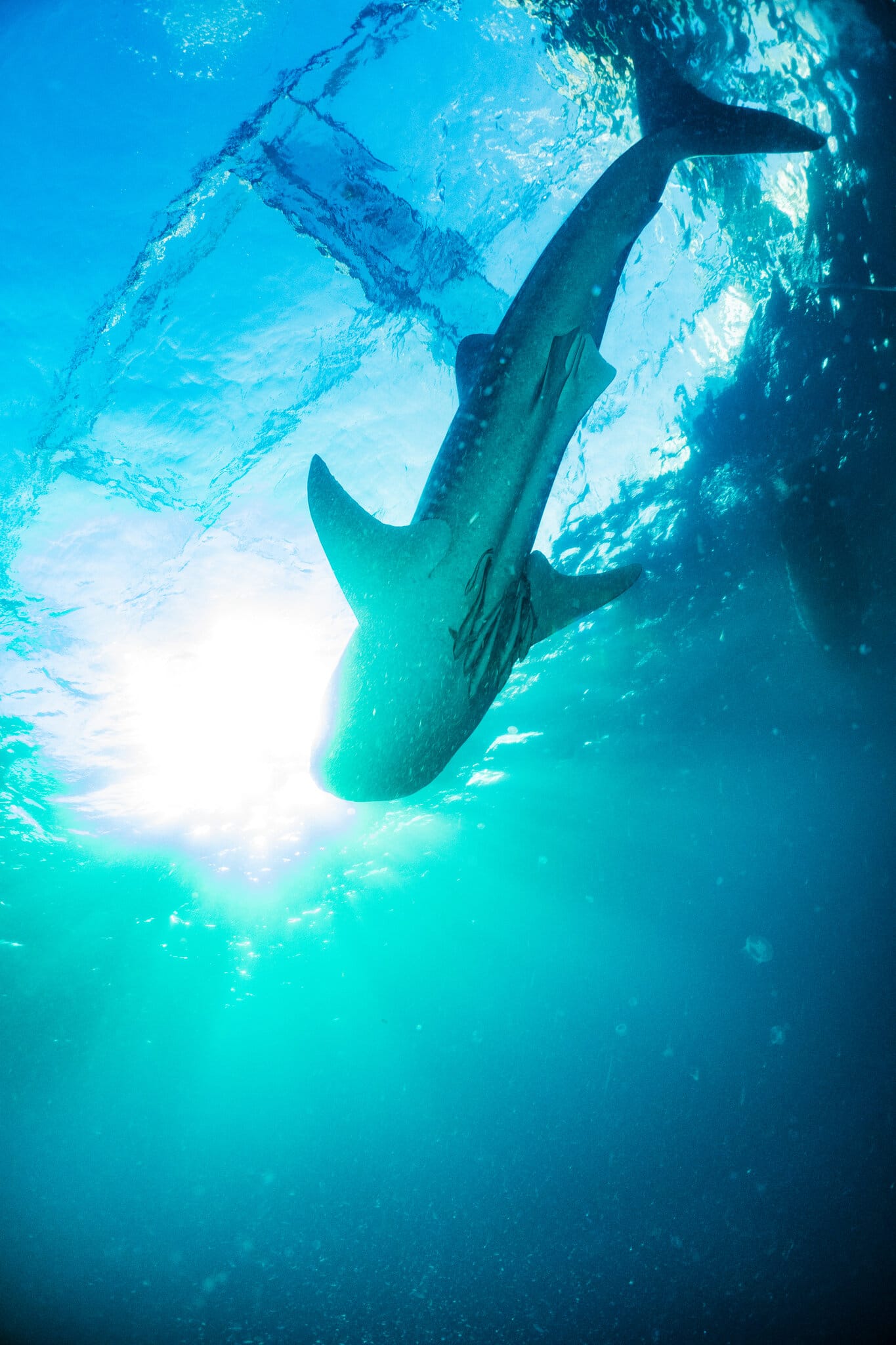 A whale shark seen from below against the sun, silhouetted beneath the dark outline of a bagan platform in Saleh Bay