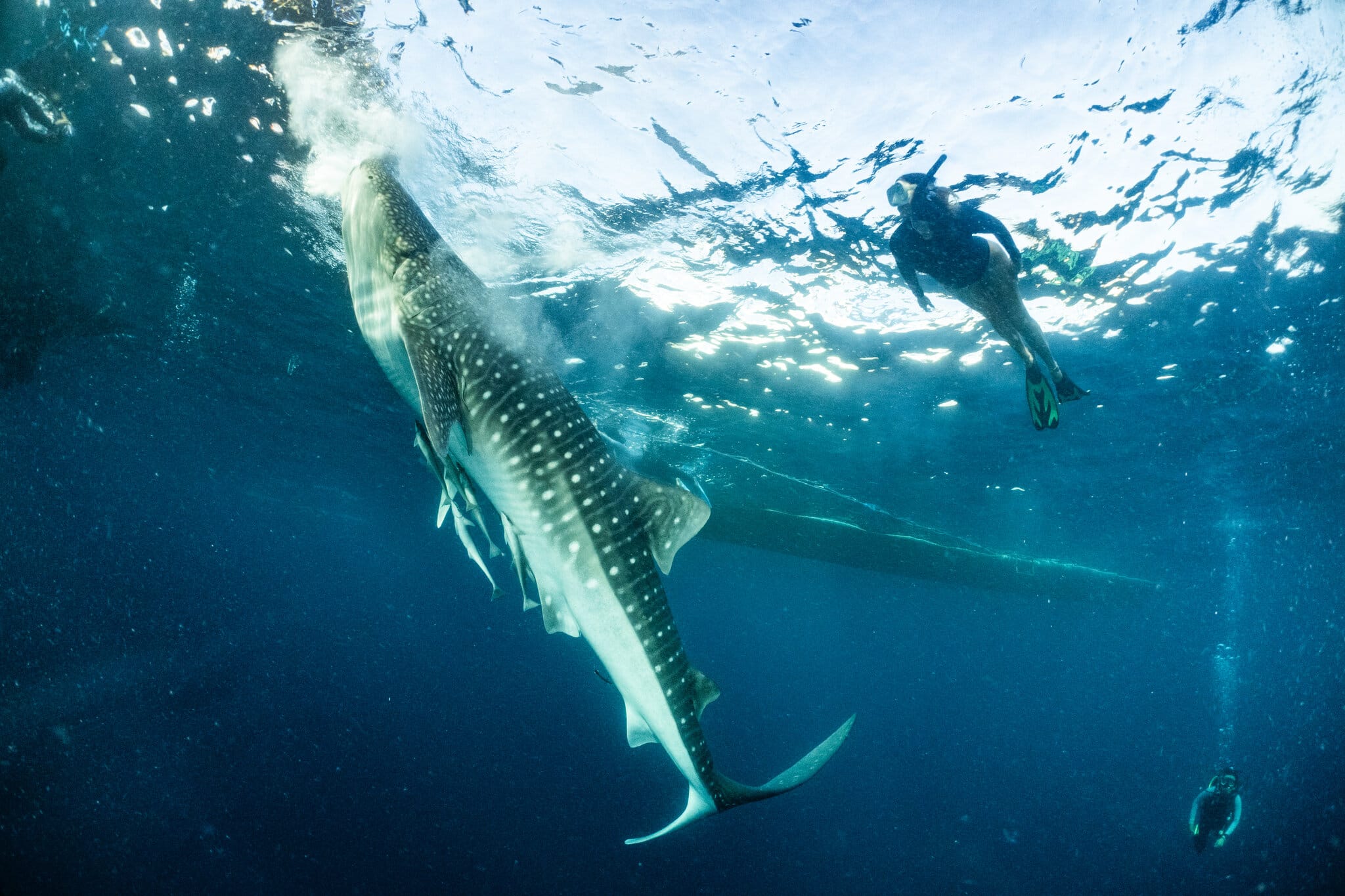 A whale shark at the surface in Saleh Bay with a single snorkeller swimming above and behind it, the bagan structure visible at the top of the frame