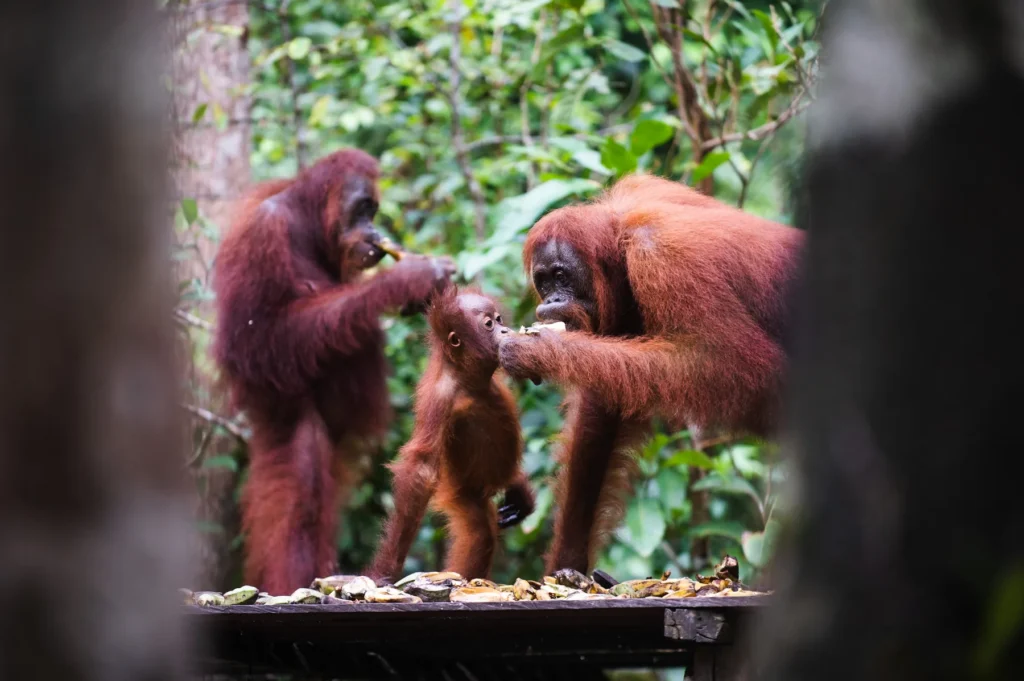 Two adult orangutans and a young one eating bananas on a wooden feeding platform in Tanjung Puting