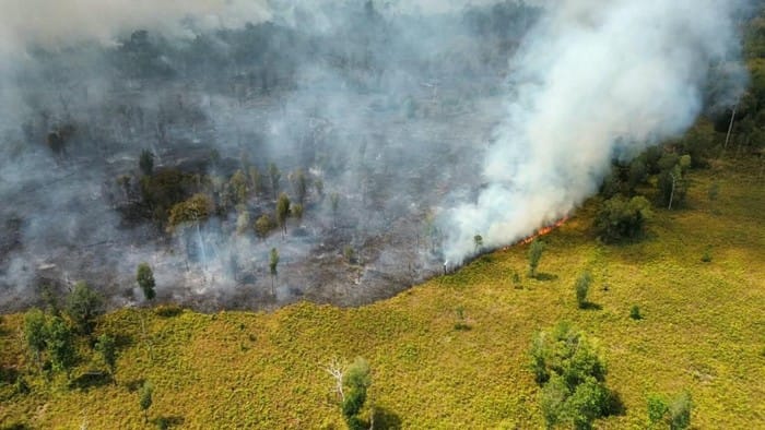 Aerial view of a peatland fire burning in Tanjung Puting National Park, Central Kalimantan, with white smoke drifting over the grass