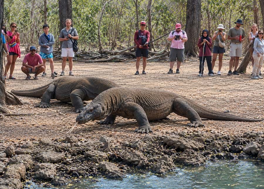 Visitors watching two Komodo dragons with a ranger on Komodo Island