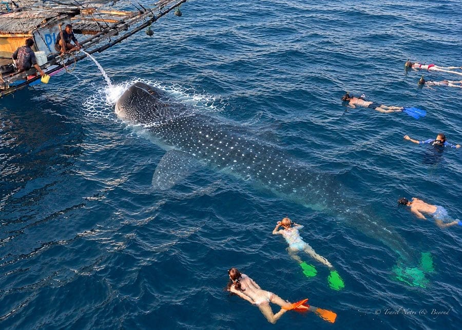 Snorkelers swimming beside a whale shark in Saleh Bay, seen from above