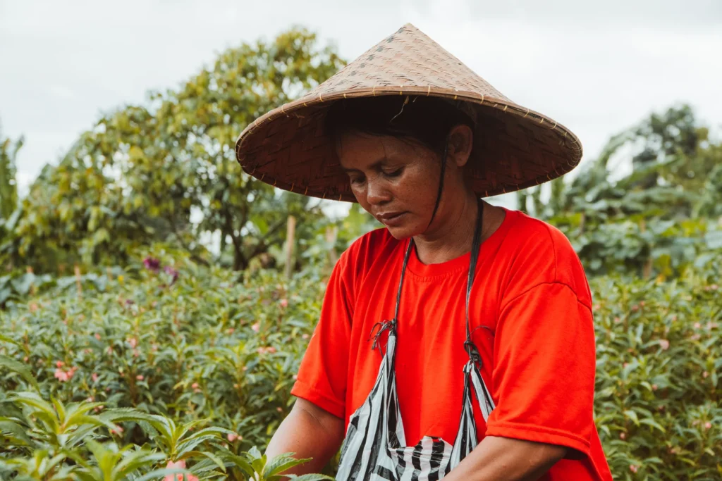 Balinese woman in a conical hat picking flowers in a garden