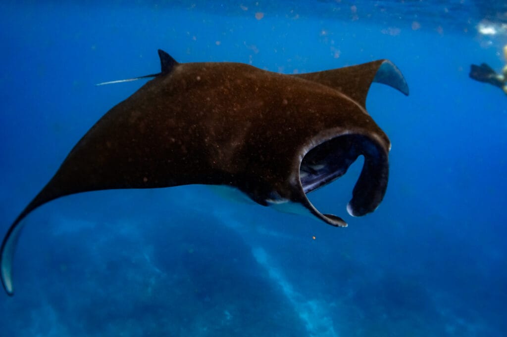 Black manta ray gliding through deep blue water