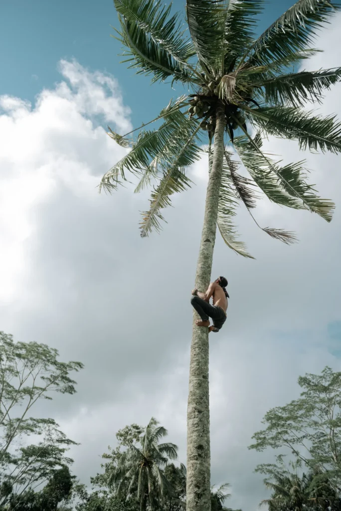 Un villageois grimpe au sommet d'un grand cocotier