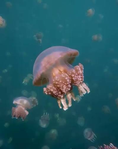 Stingless jellyfish in a salt lake