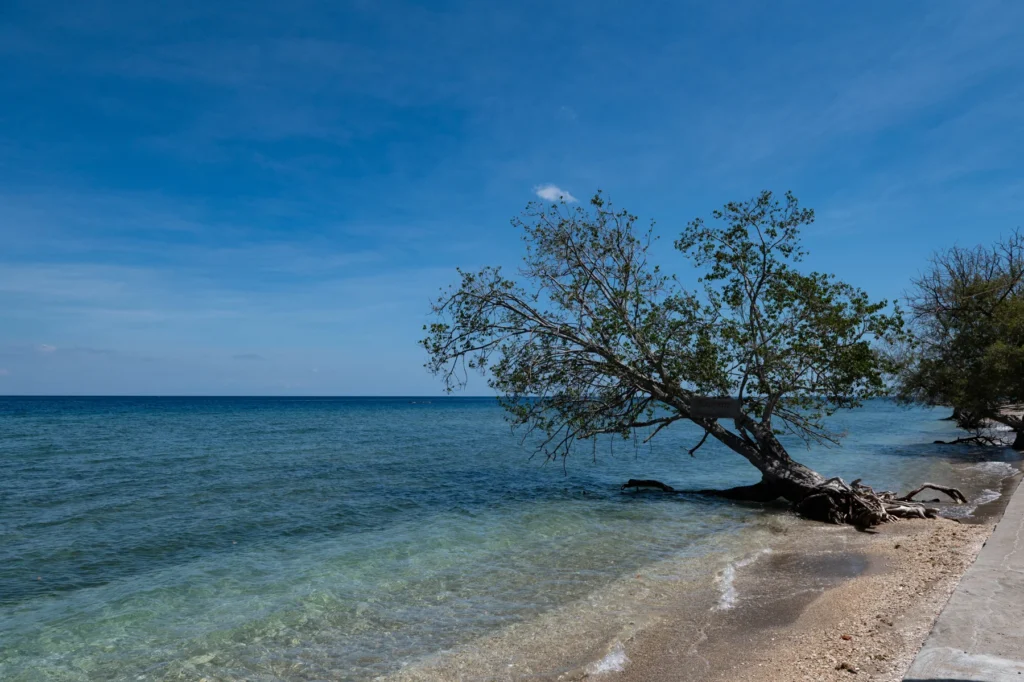 A leaning tree on a quiet beach with calm blue water on Moyo Island