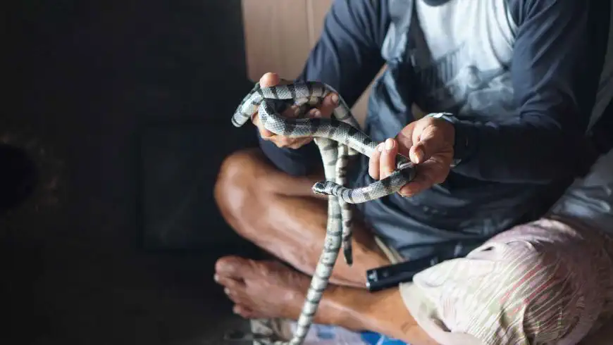 A temple keeper at Tanah Lot holds a banded sea krait